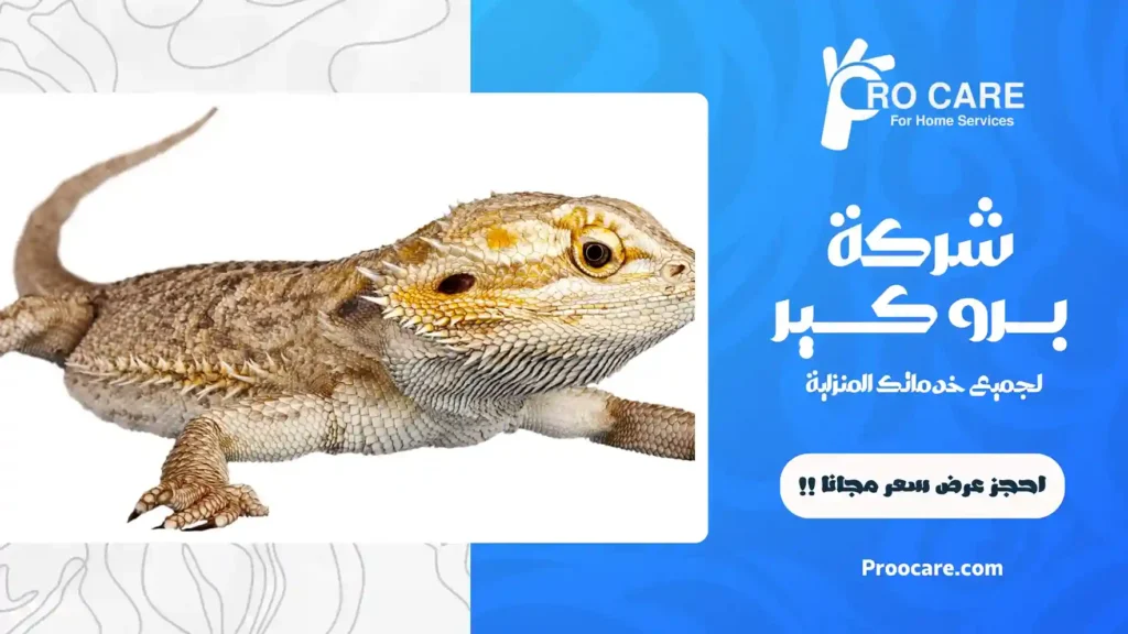 أفضل شركة مكافحة الوزغ بجدة