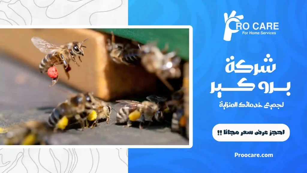 ارخص شركة مكافحة النحل بجدة