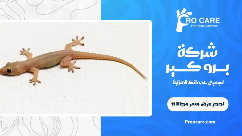 ارخص شركة مكافحة الوزغ بجدة