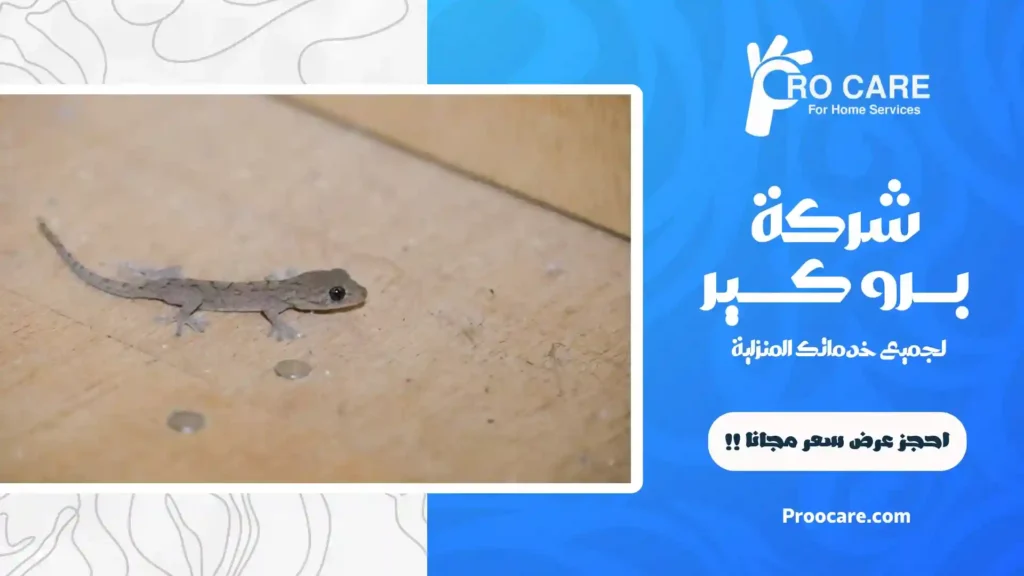 افضل شركة مكافحة الابراص بمكة