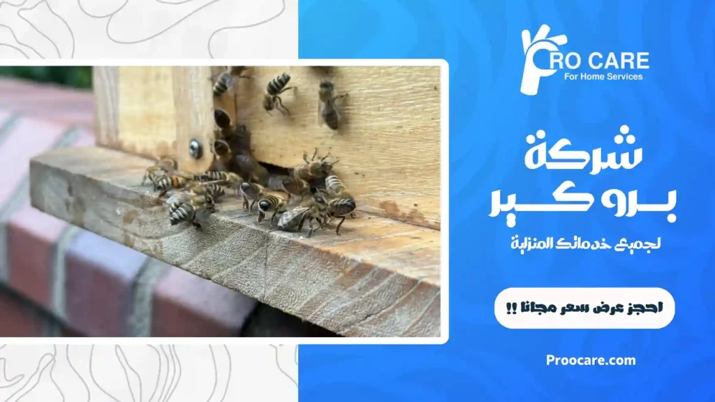 افضل شركة مكافحة النحل بجدة