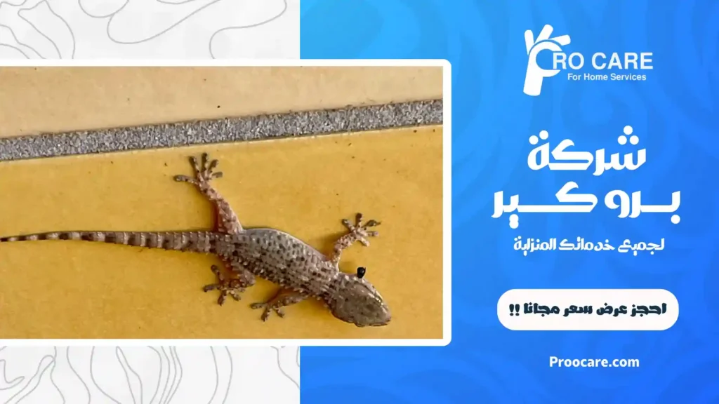 افضل شركة مكافحة الوزغ بمكة