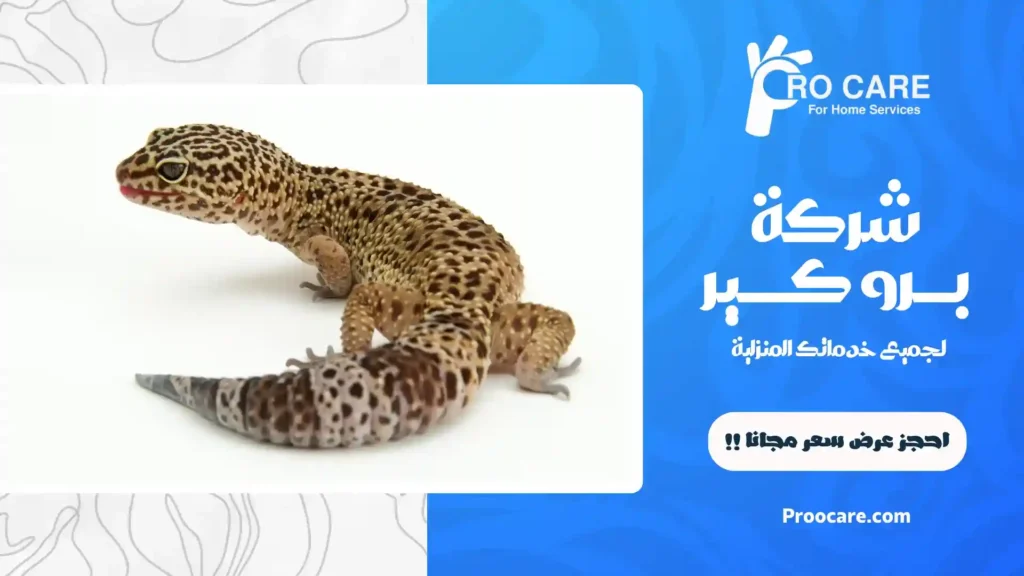 شركة مكافحة ابو بريص بمكة