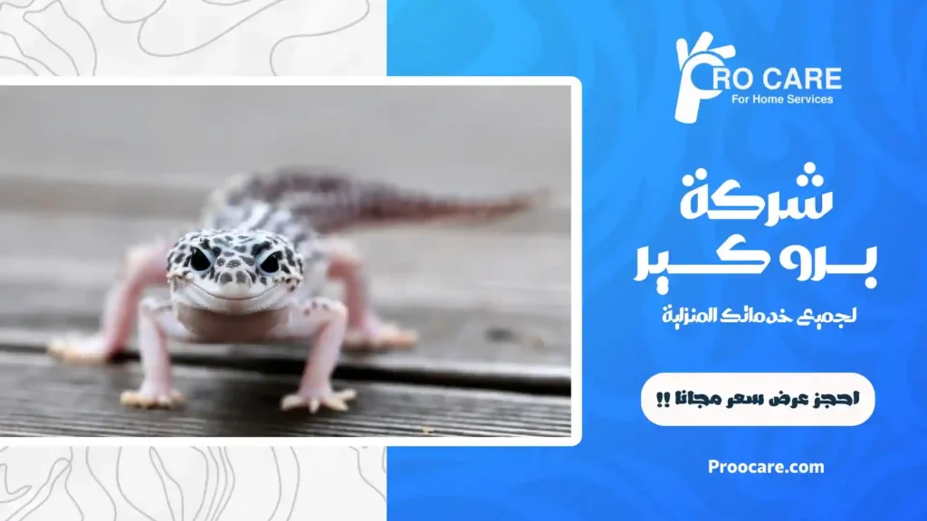 شركة مكافحة الابراص بمكة