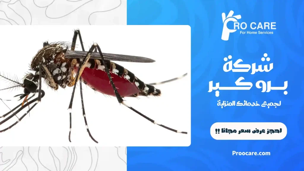 شركة مكافحة البعوض بجدة رخيصة