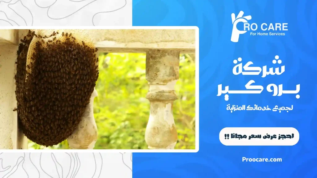 شركة مكافحة النحل بجدة وزالة الخلية