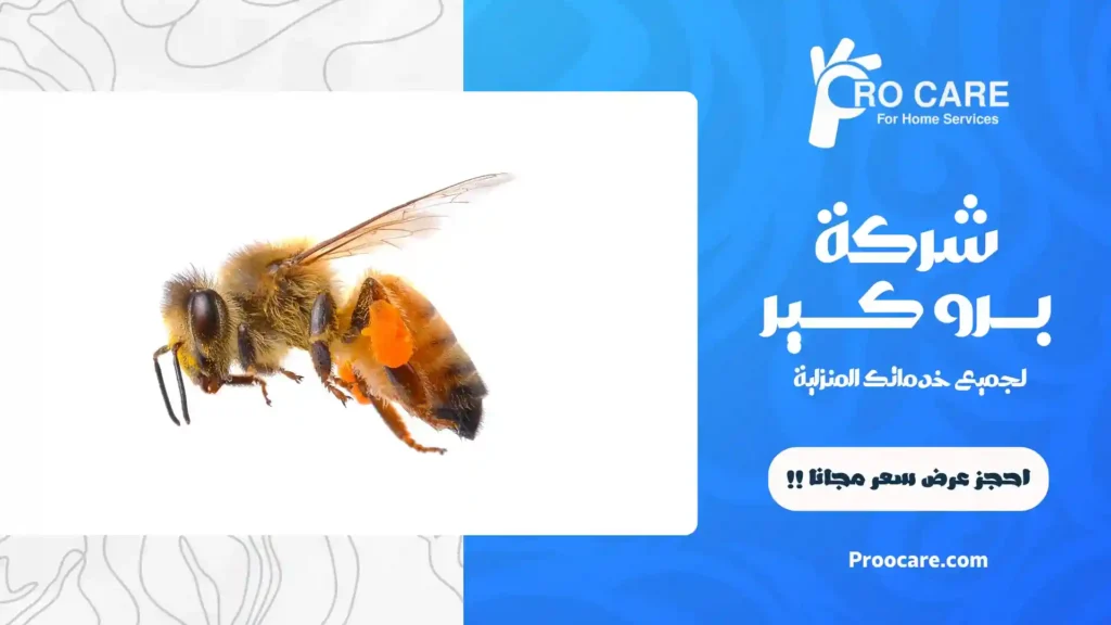 شركة مكافحة النحل بمكة بالضمان