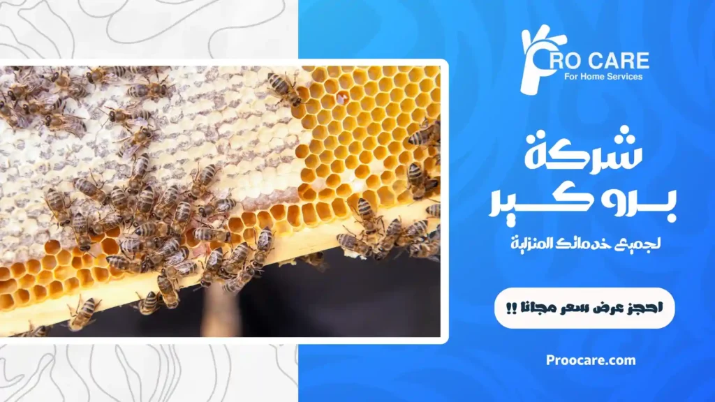 شركة مكافحة النحل بمكة وإزالة الخلايا