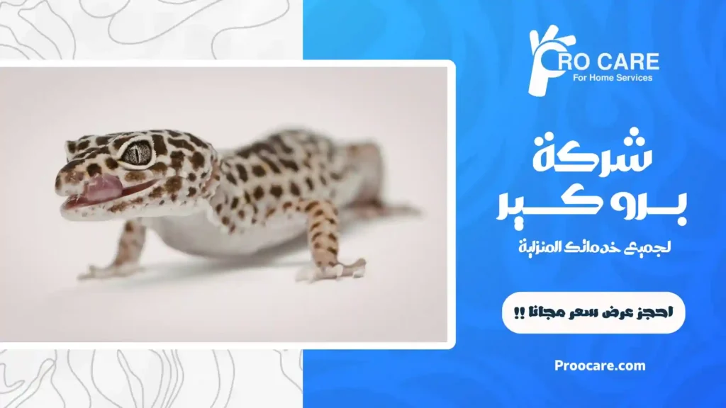 شركة مكافحة الوزغ بمكة رخيصة