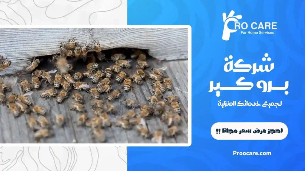 مكافحة النحل في جدة