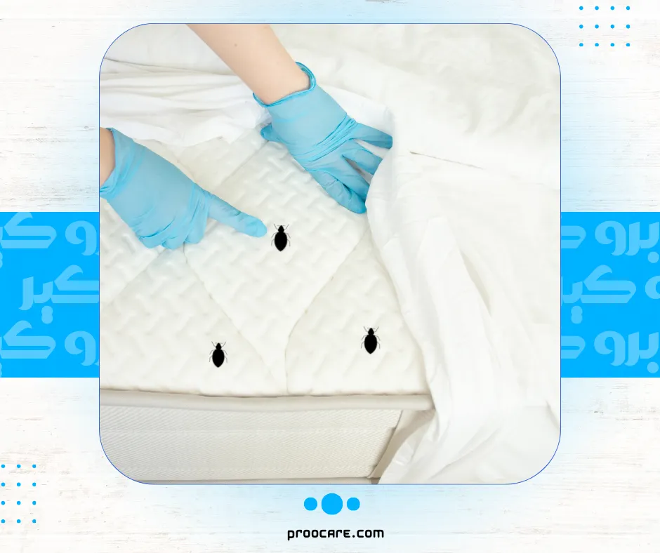 مكافحة بق الفراش مع برو كير