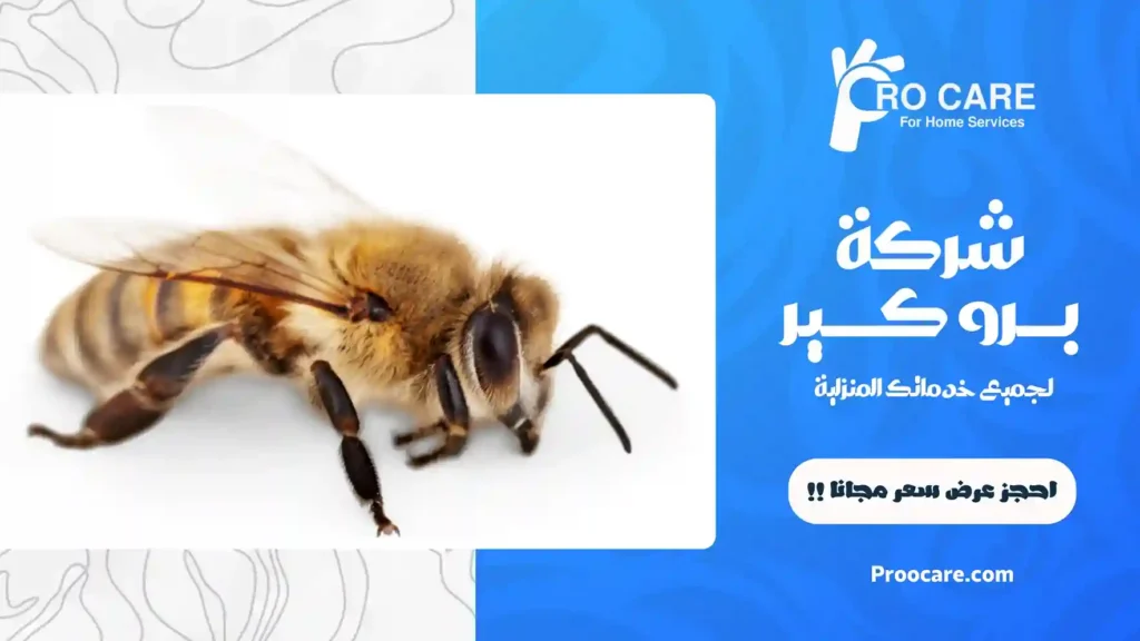 شركة مكافحة النحل بجدة