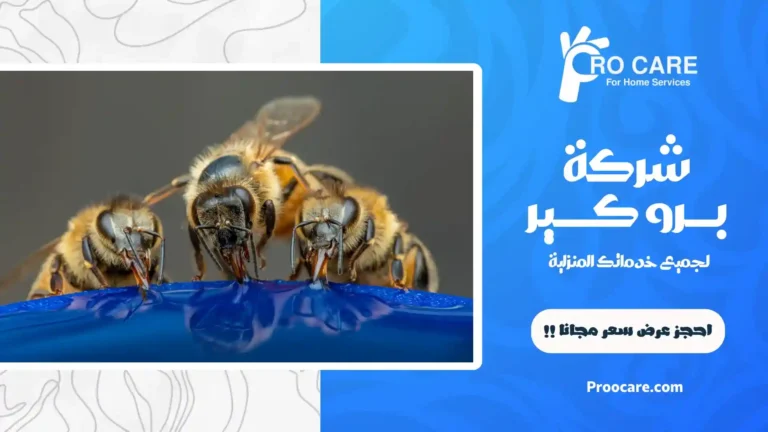 شركة مكافحة النحل بمكة