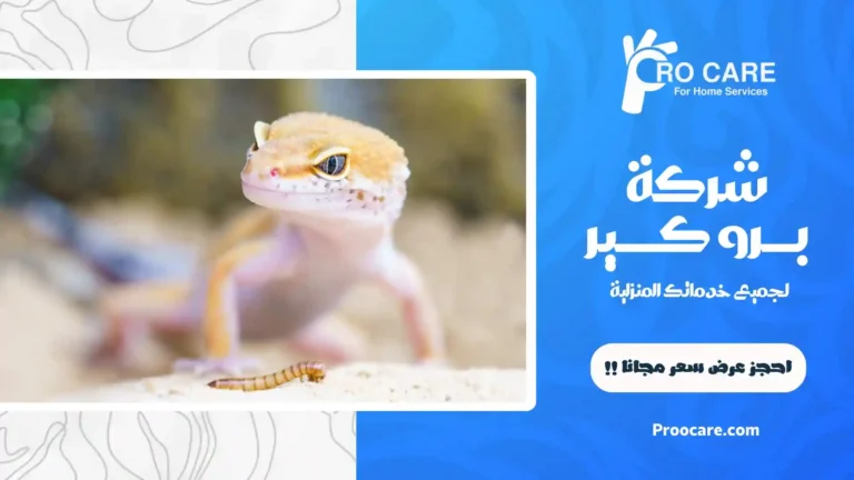 شركة مكافحة الوزغ بمكة